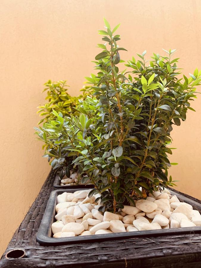 קאבאלה Toulipa Seaside Apartments מראה חיצוני תמונה
